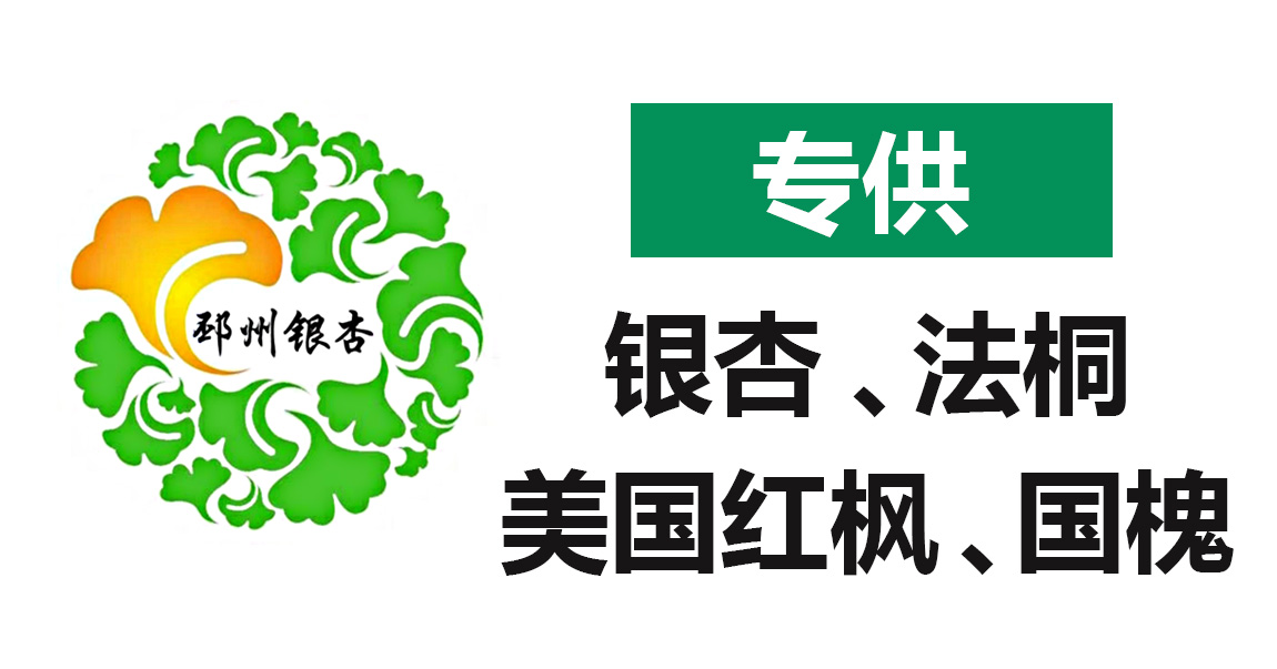 江苏省邳州市银杏种植专业合作社