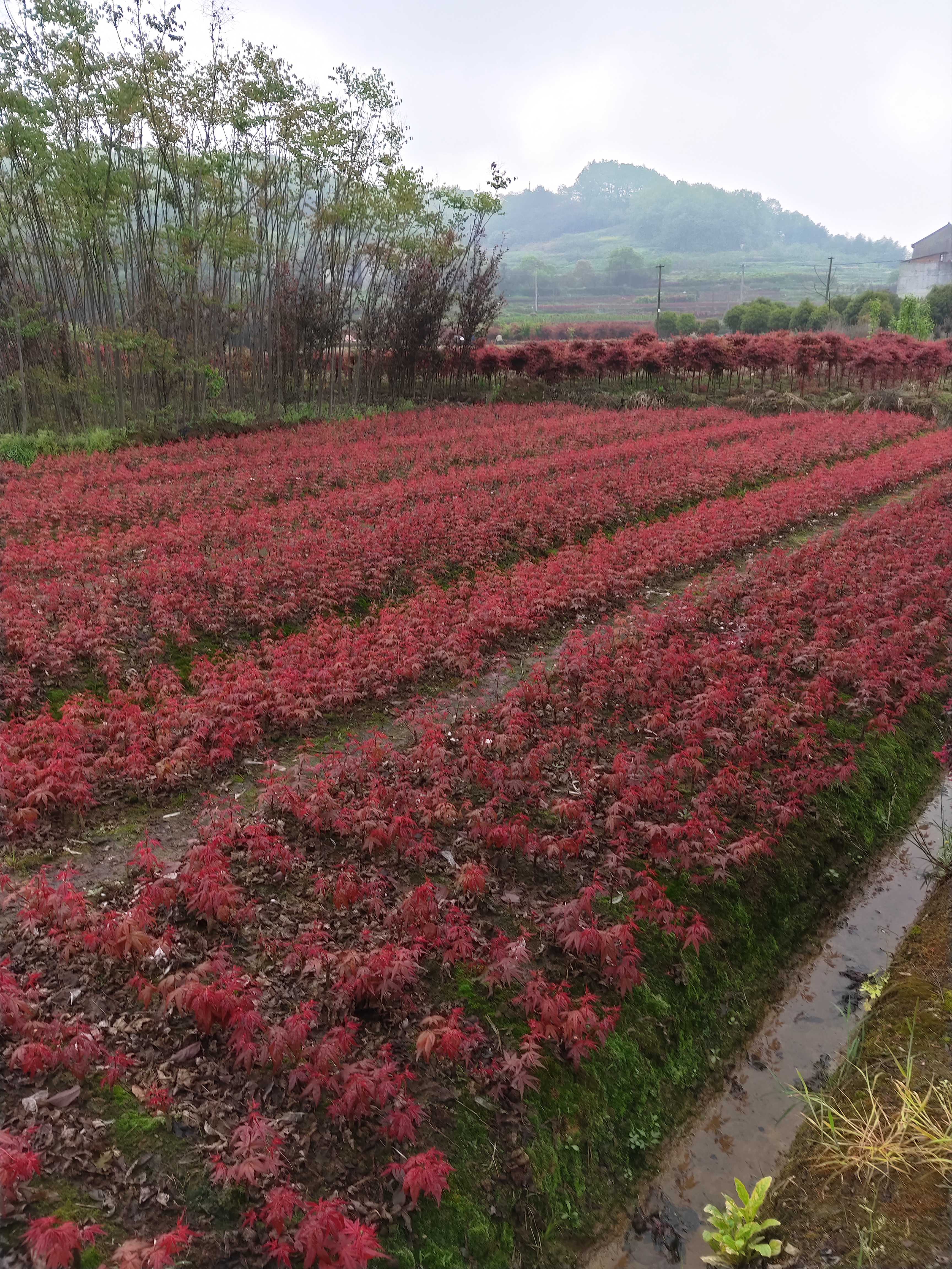 日本红枫图片