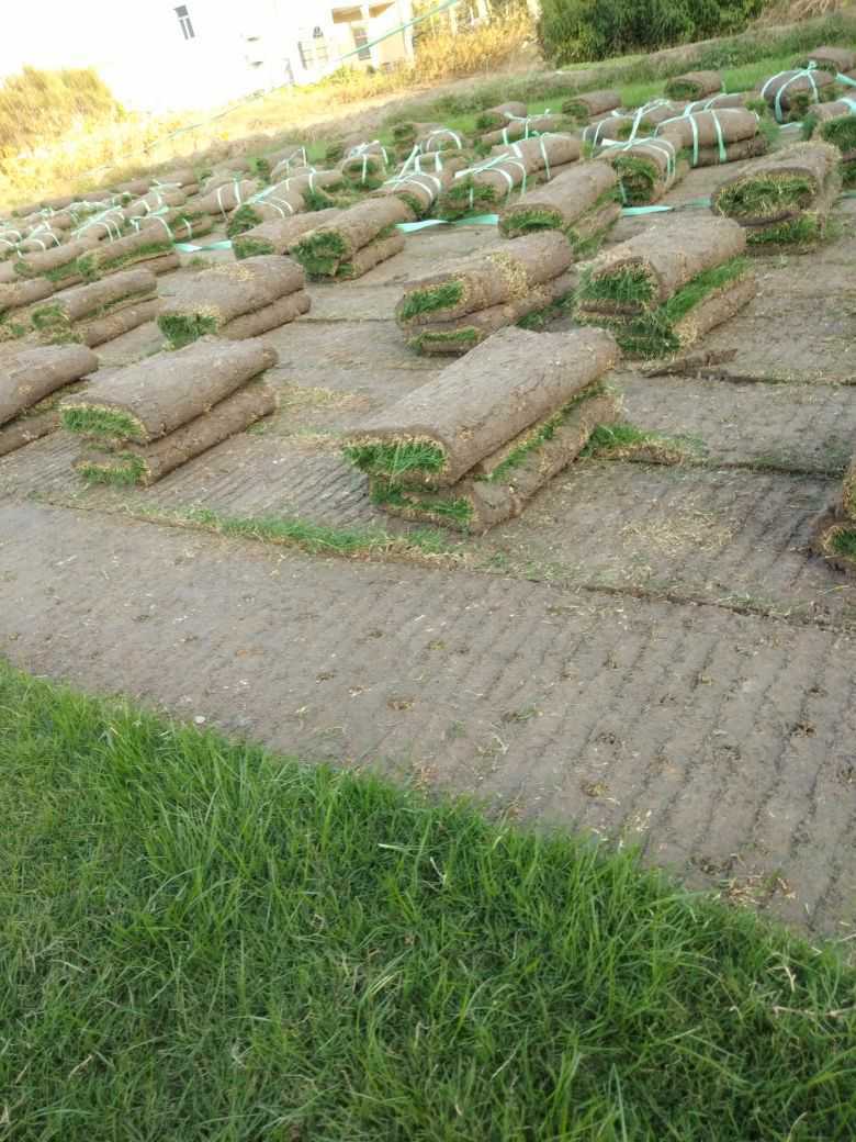 百慕大+黑麦草图片