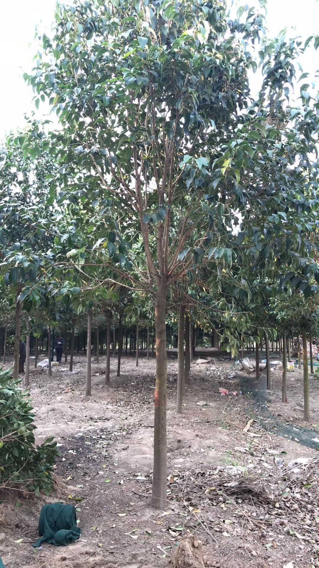 大叶女贞图片