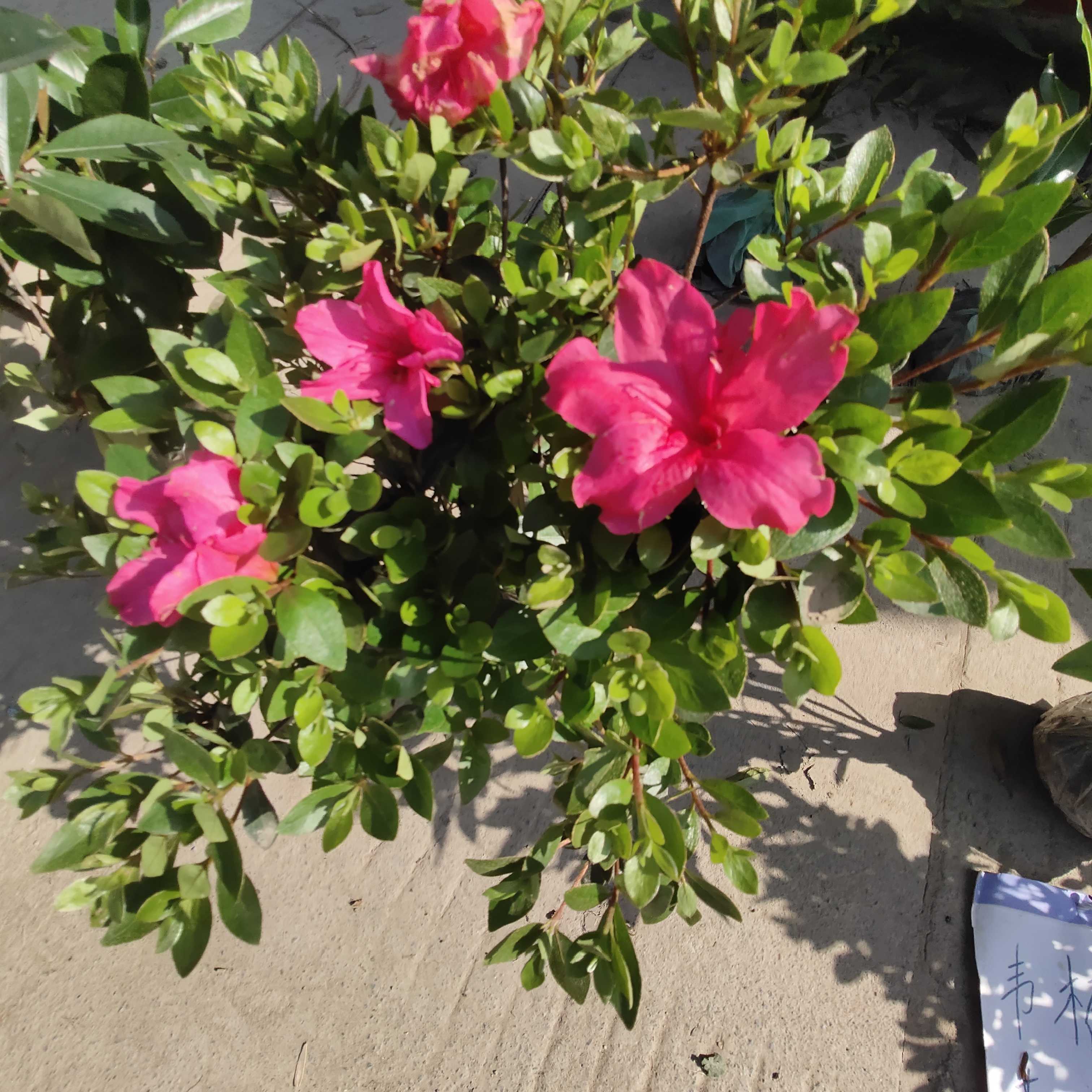 夏鹃图片