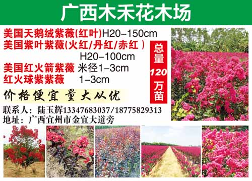 广西木禾花木场图片
