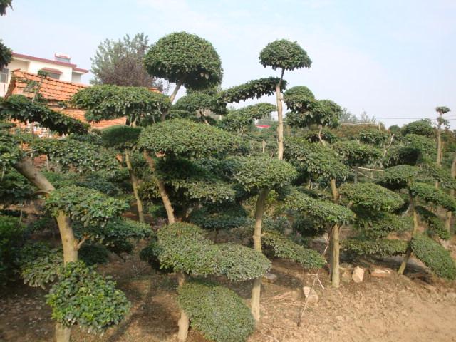 河南潢川苗木基地