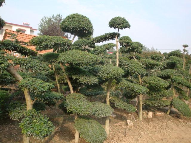 河南潢川苗木基地图片