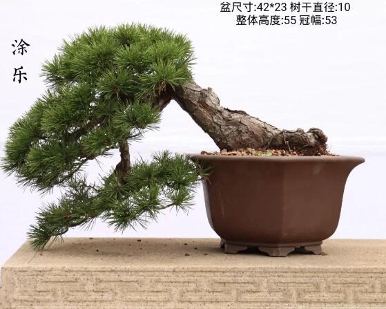 园艺嘉年华·展商风采：随涂乐盆景现场领略盆景的魅力