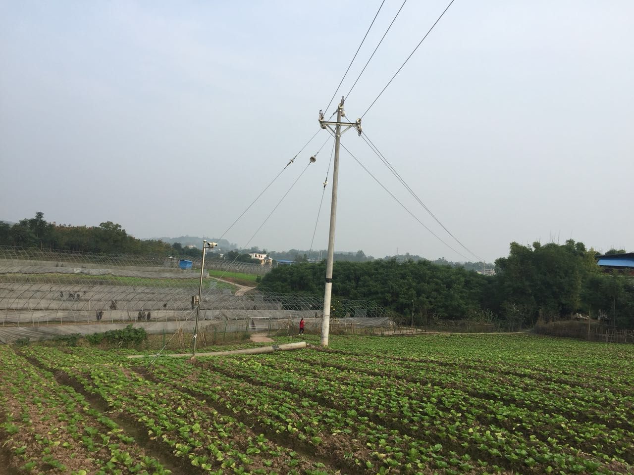 蓝花楹图片