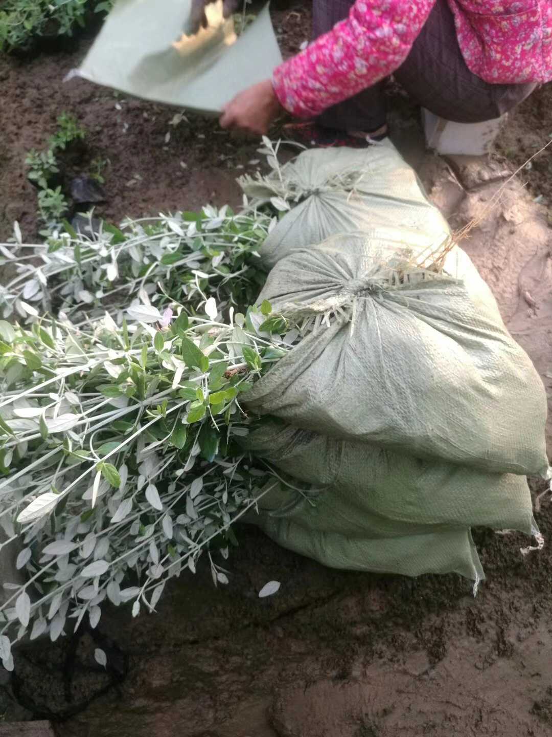 水果蓝图片