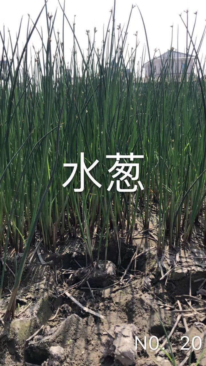 水葱图片