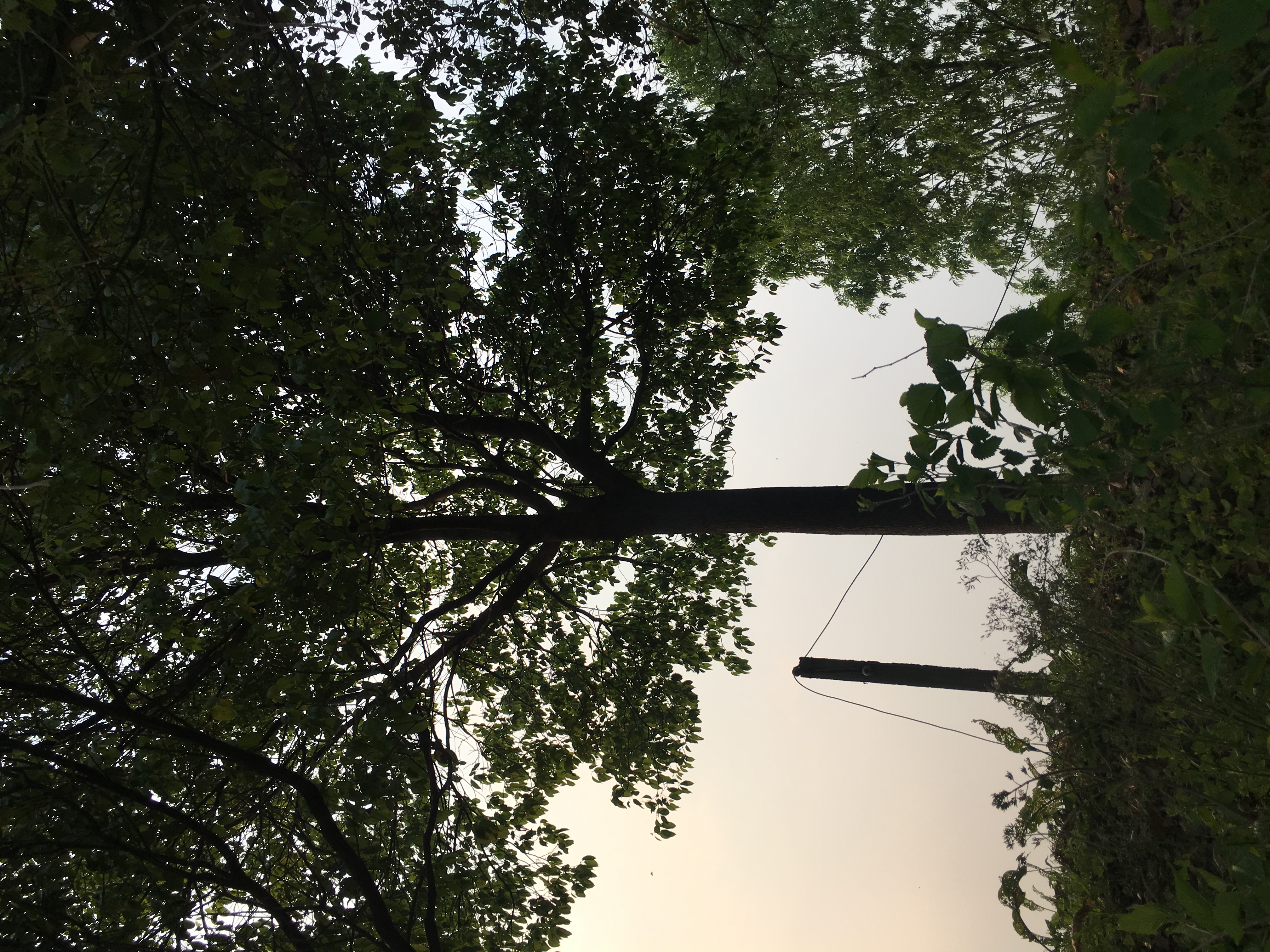 香樟图片