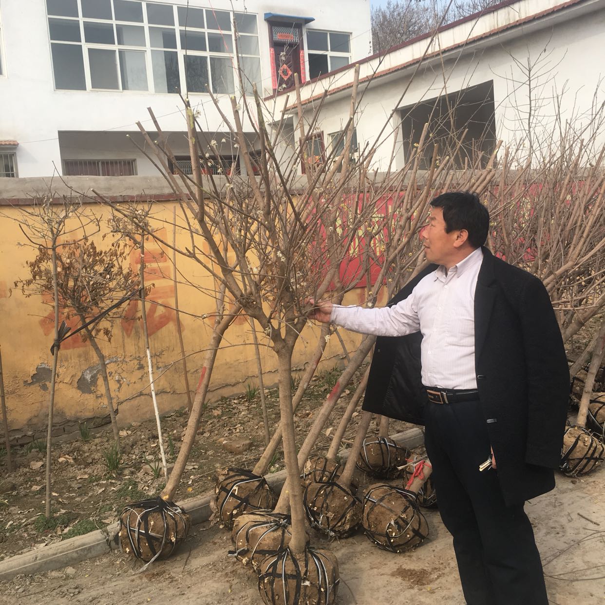 腊梅图片