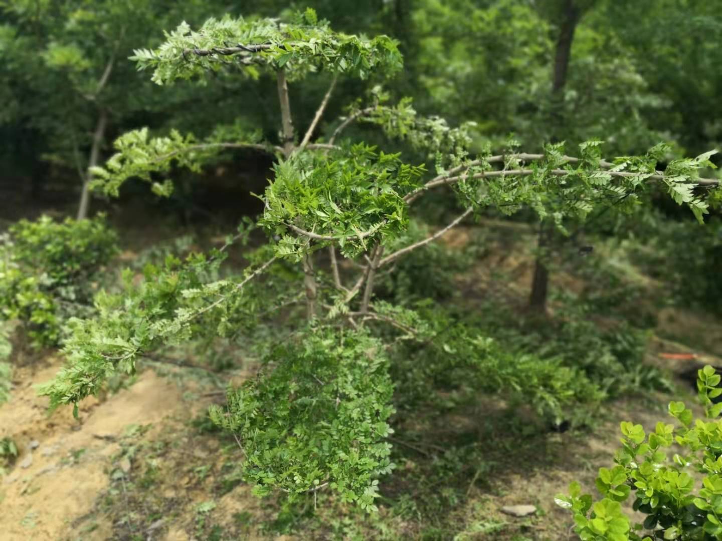 对节白蜡图片