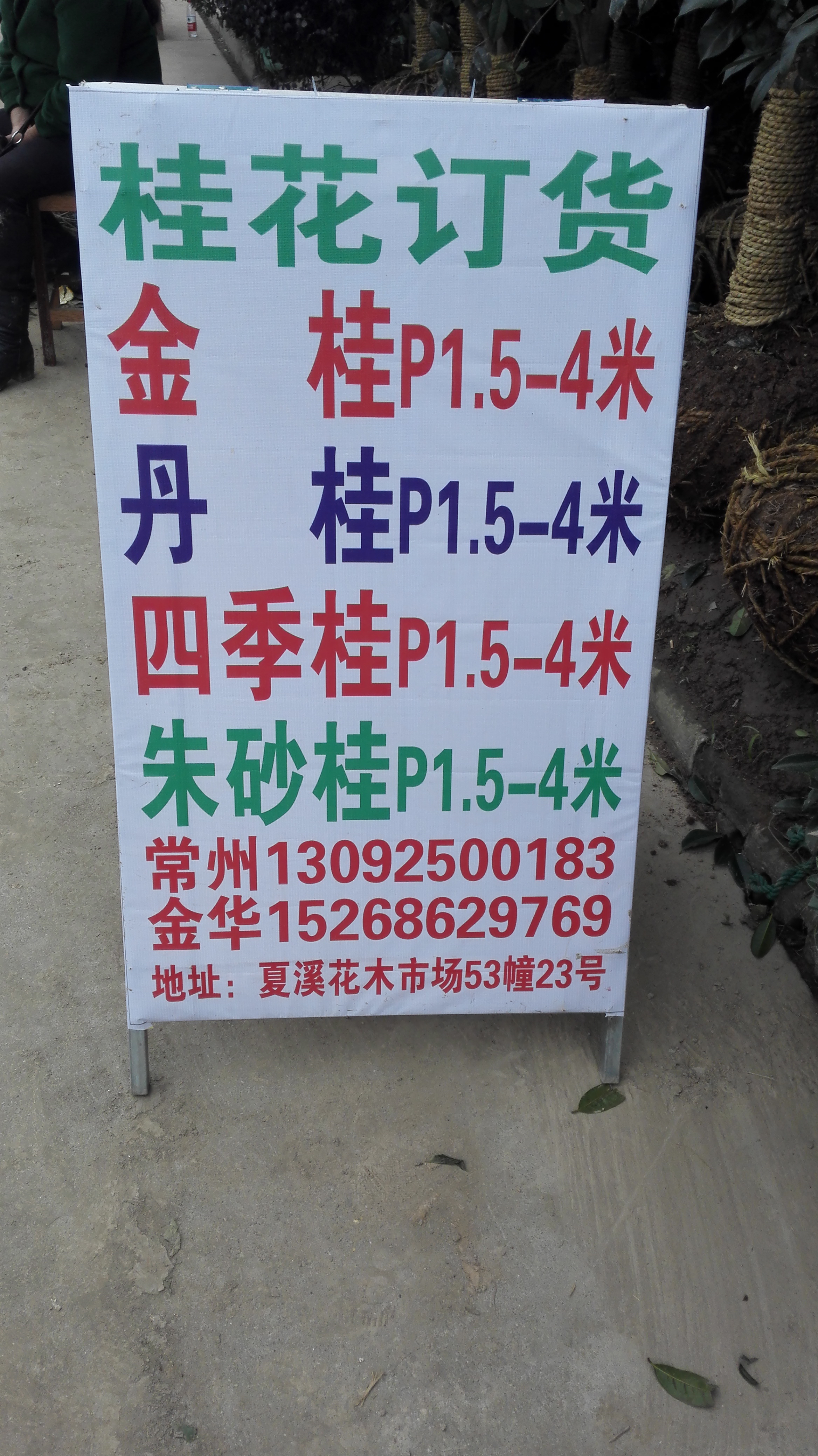 桂花专卖图片