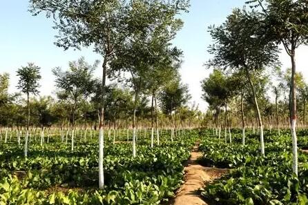 苗圃转型，都有哪些路子可走？有些什么样的路数或者招数能实现转型？