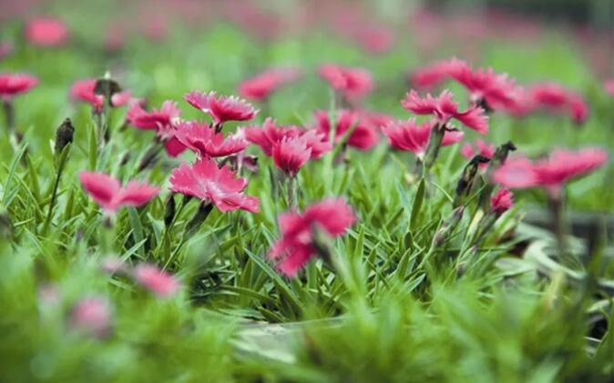 花毯草坪石竹适应性强、耐旱、耐热、抗寒、耐贫瘠，可轻松营造缀花草坪