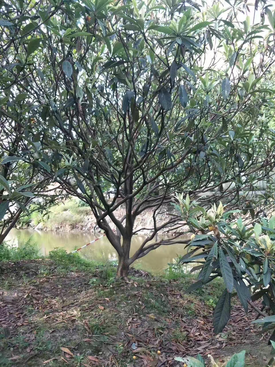 枇杷图片