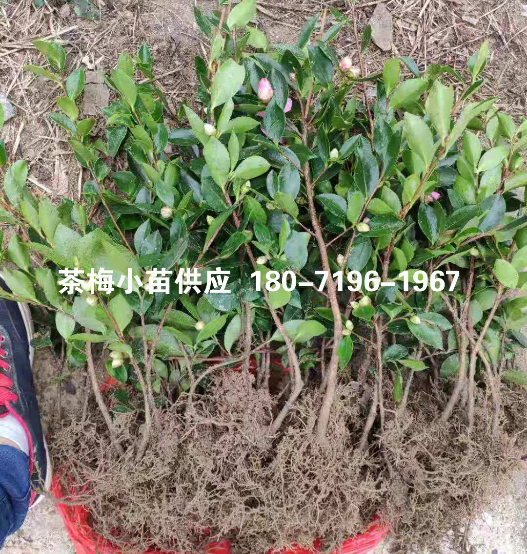 茶梅图片