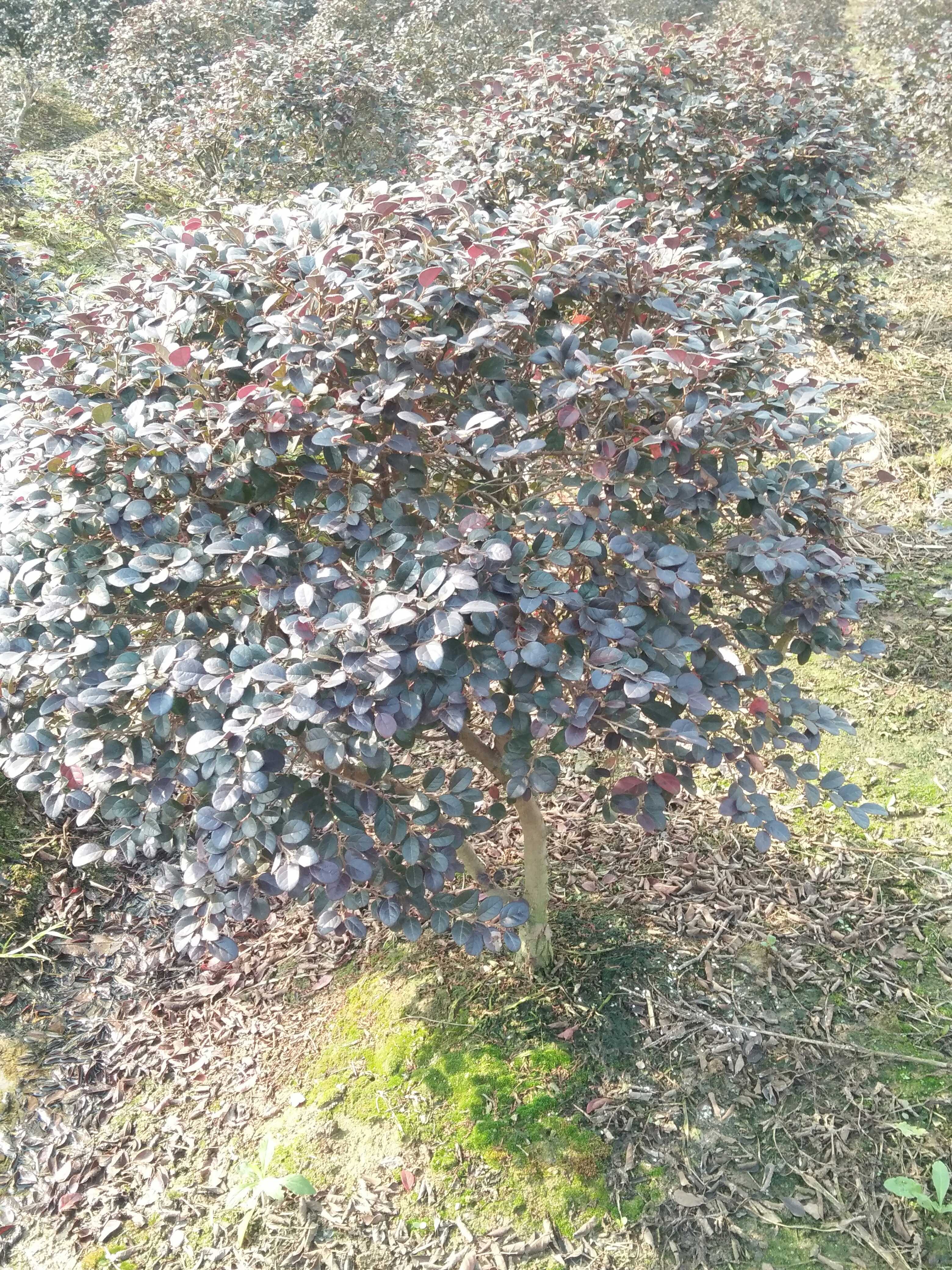 红花檵木图片