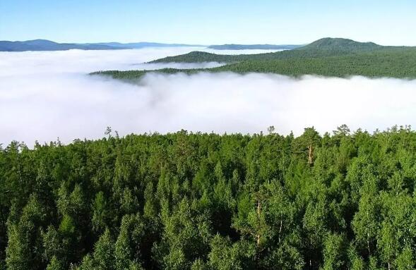 这个过亿亩的造林项目—重庆500万亩国家储备林建设，需要哪些苗木品种？