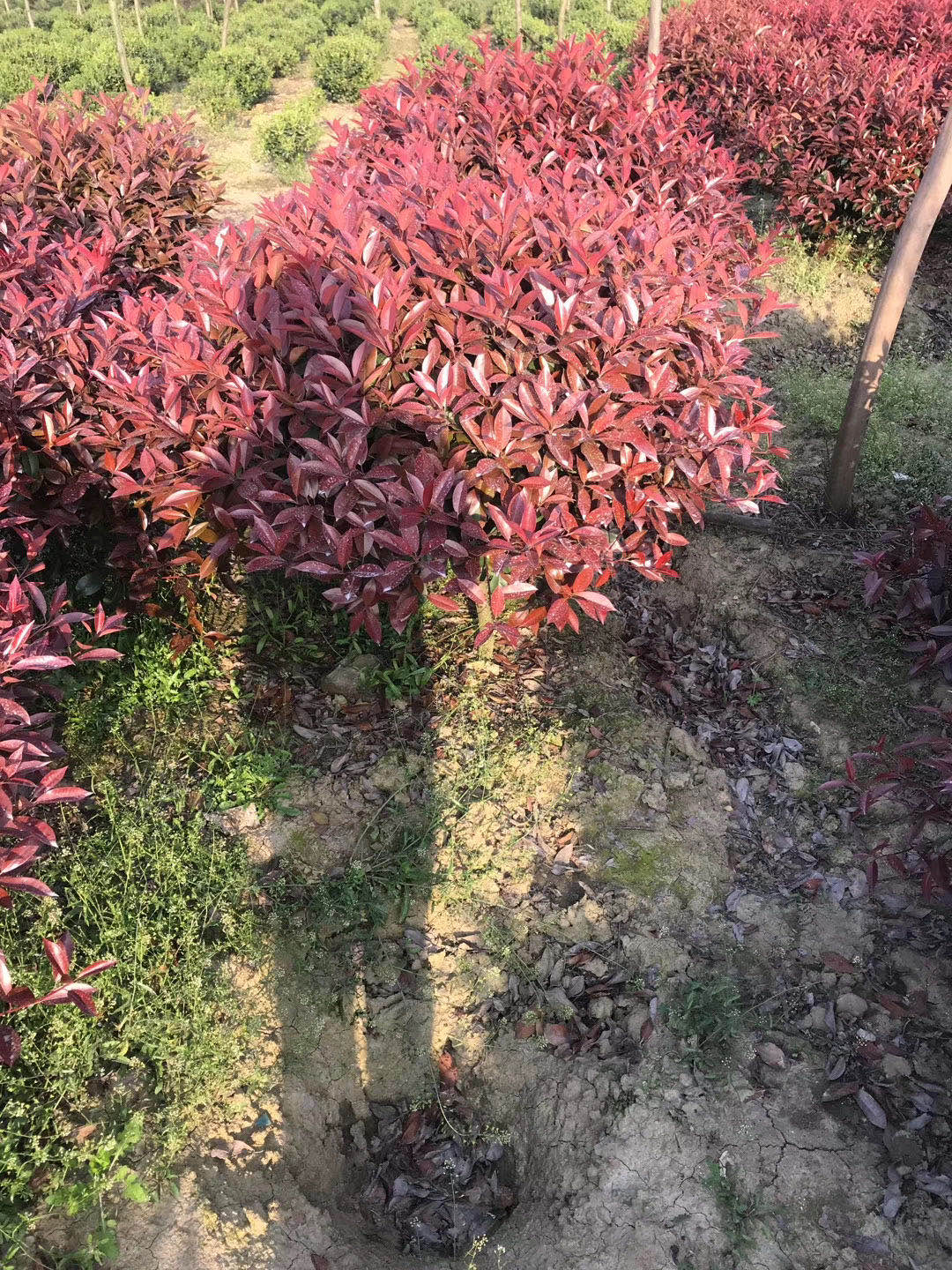 红叶石楠图片