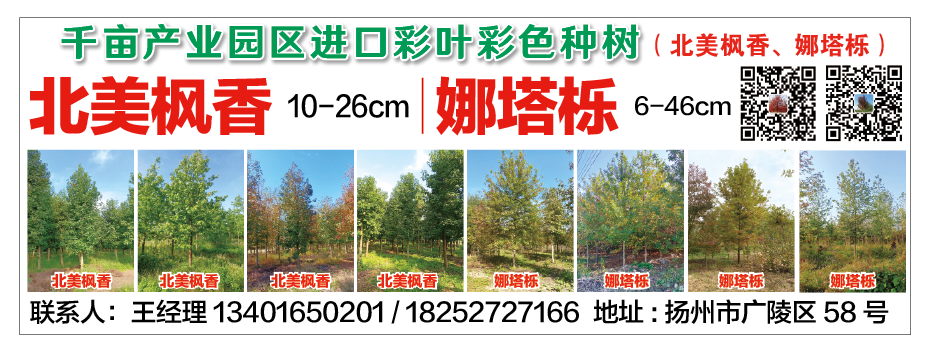 千亩产业园区进口彩叶彩色树种