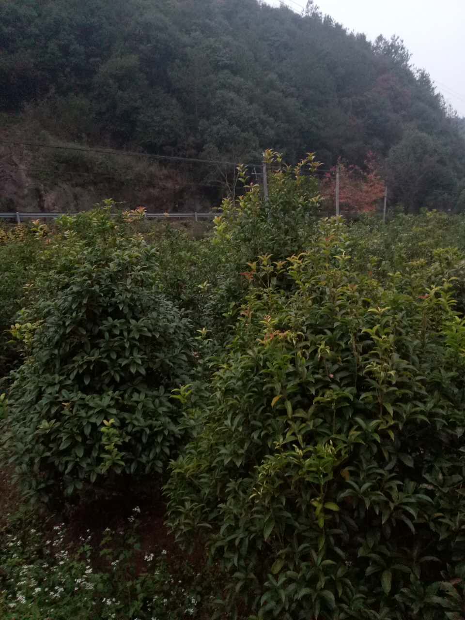 桂花图片