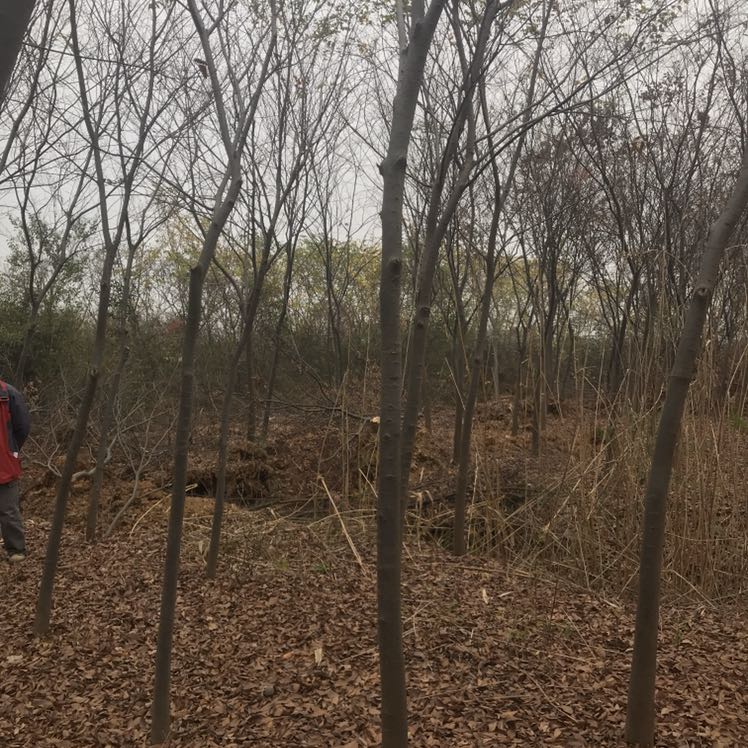 榉树图片