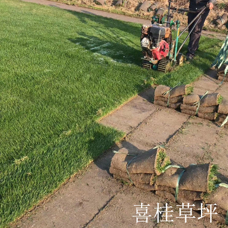果岭草+黑麦草混播图片