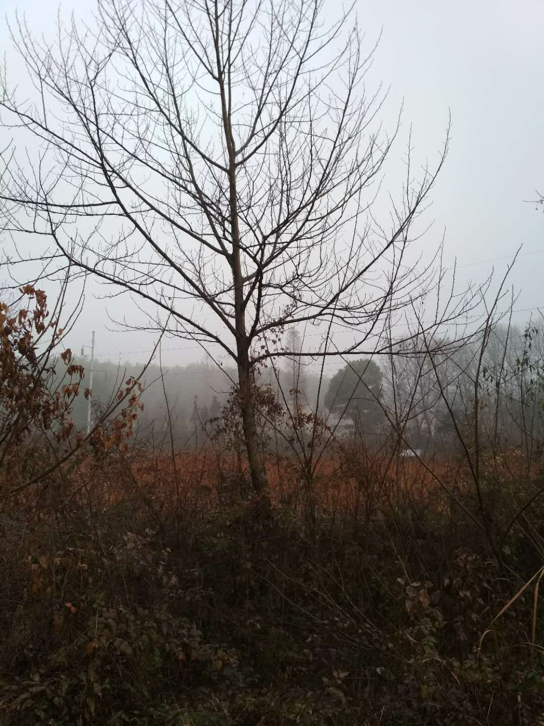 枫杨图片