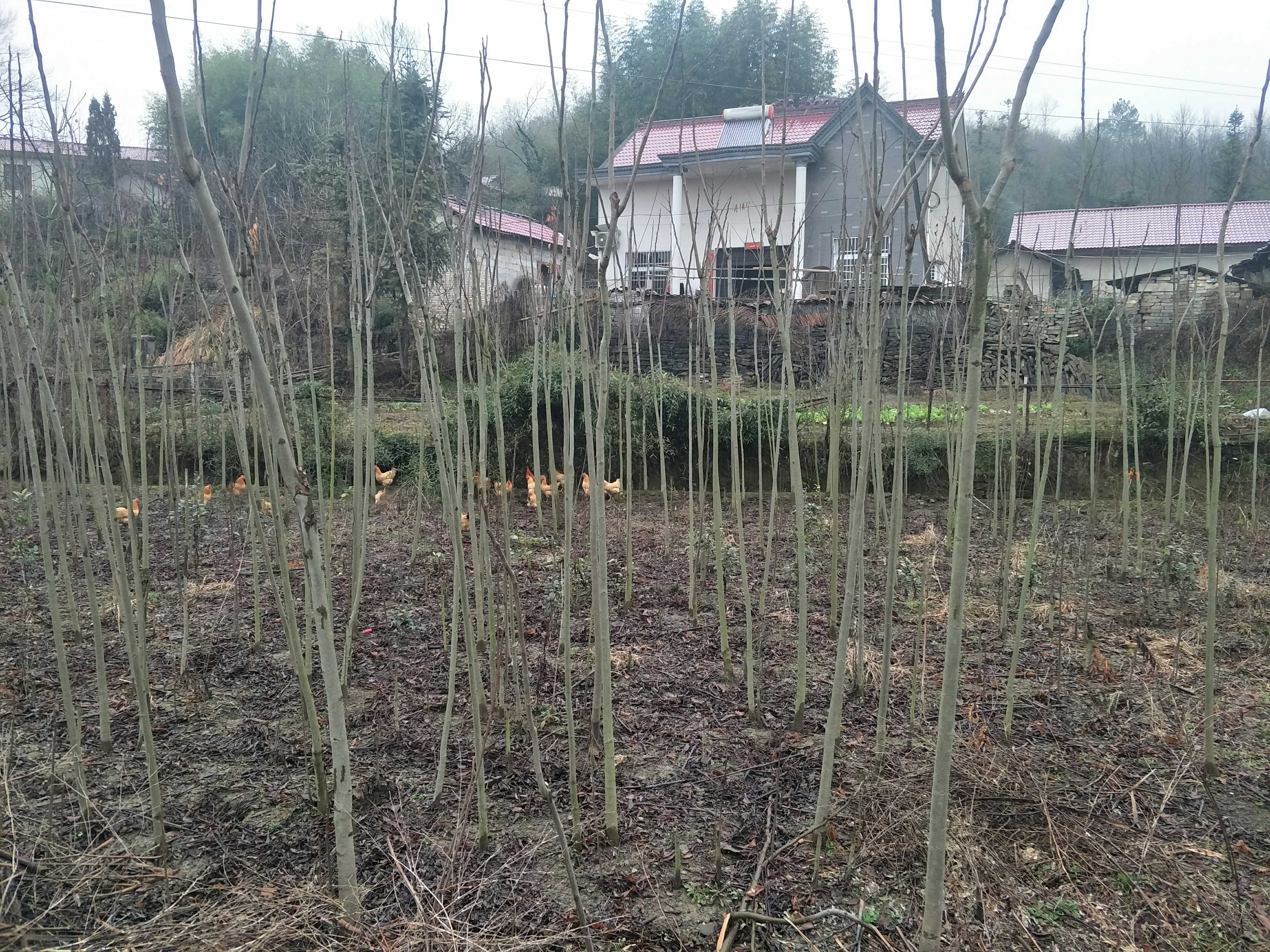 黄山栾树图片