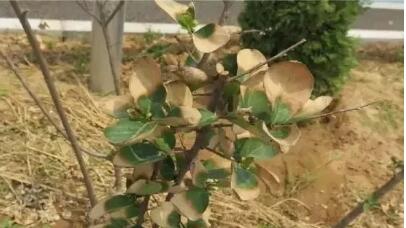 ​在高温季节移植以及大树全冠移植的过程中，如何正确使用蒸腾抑制剂？