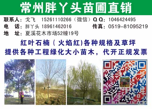 常州夏溪胖丫头苗圃图片