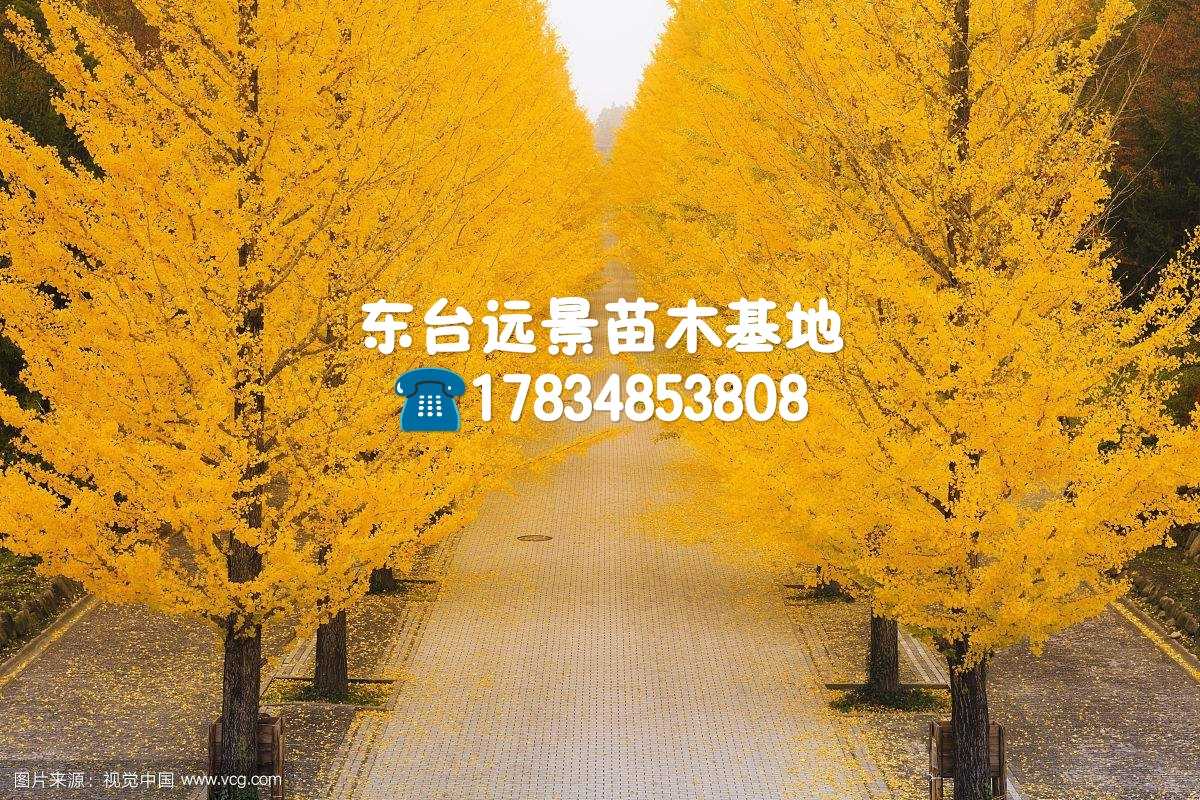 东台远景苗木基地