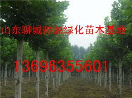 法国梧桐图片