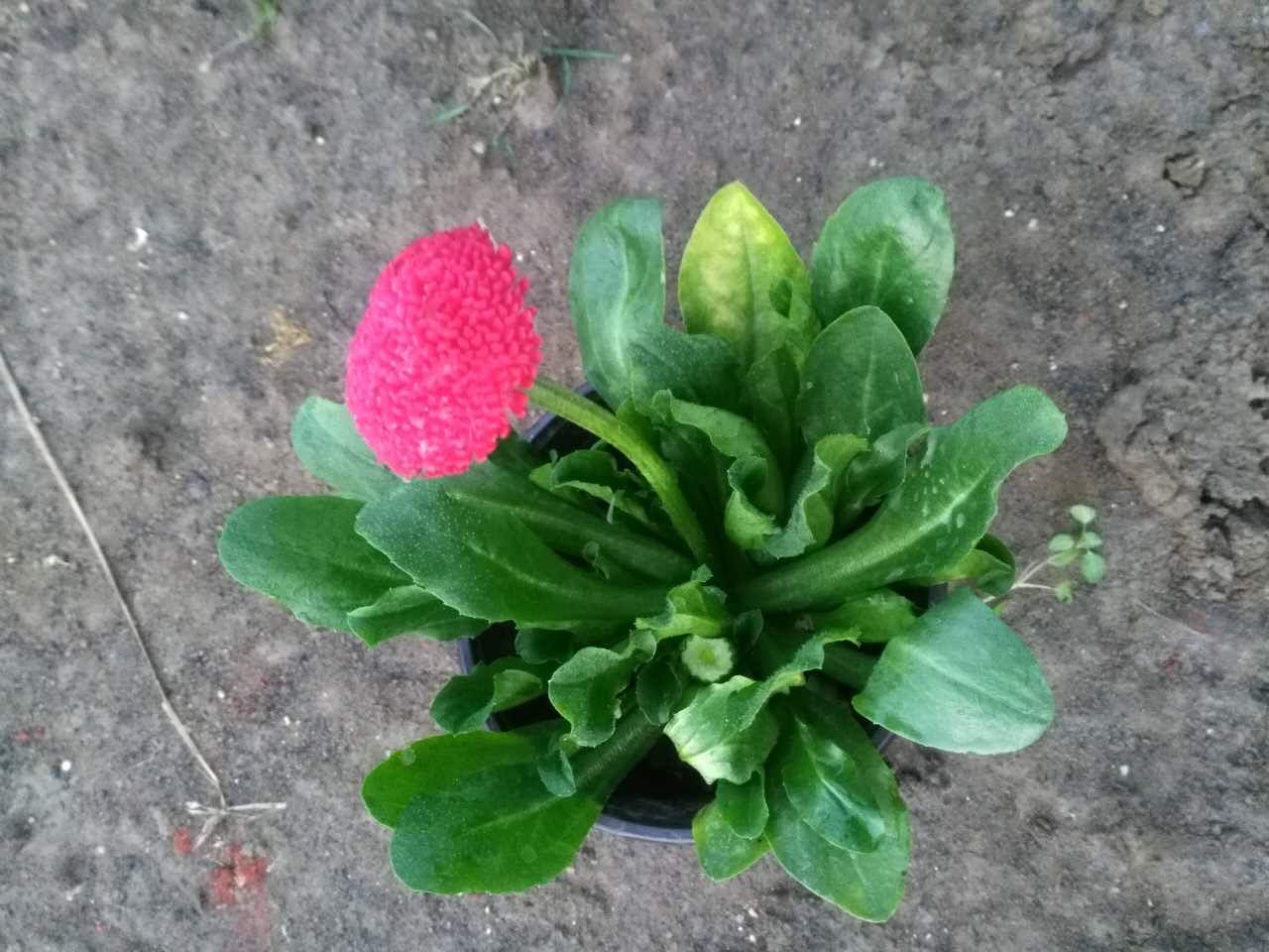 雏菊图片