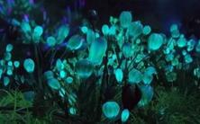 发光植物是真的吗？是的，有些植物真的会发光，会发光的植物却实实在在存在于我们的生活中
