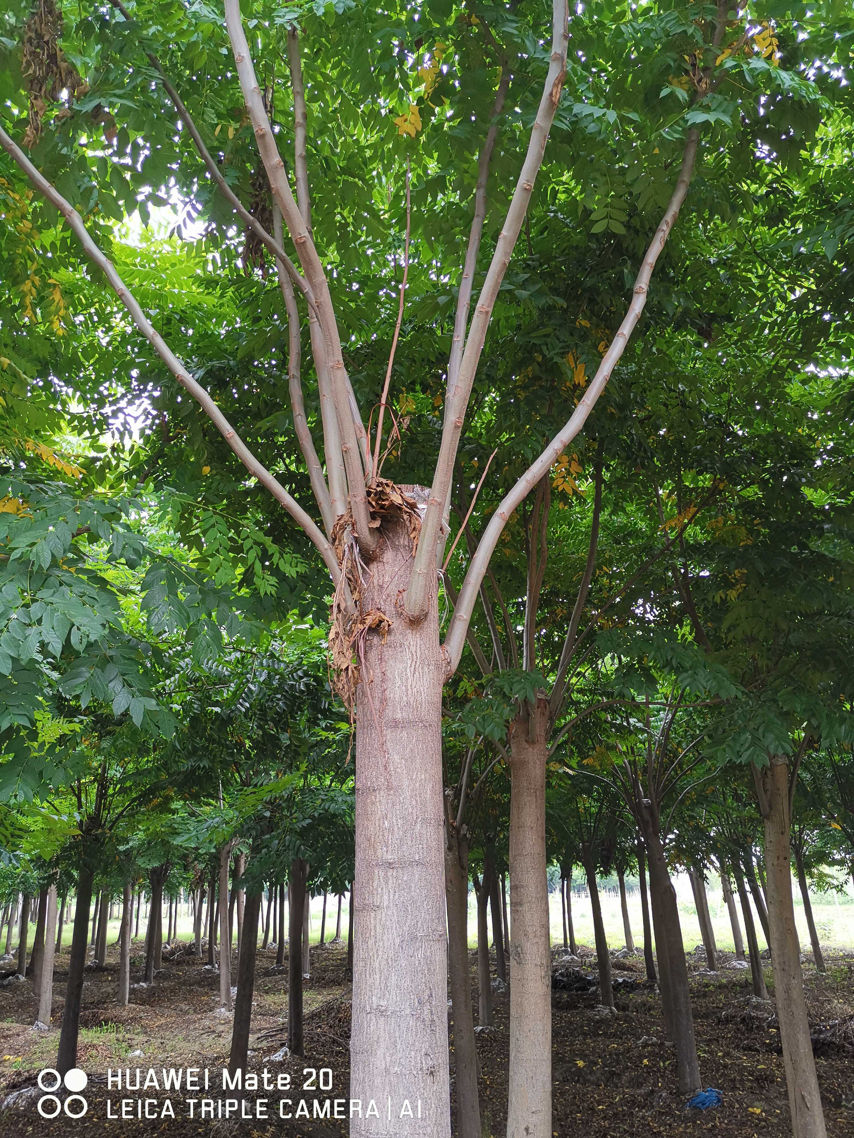 黄山栾树图片