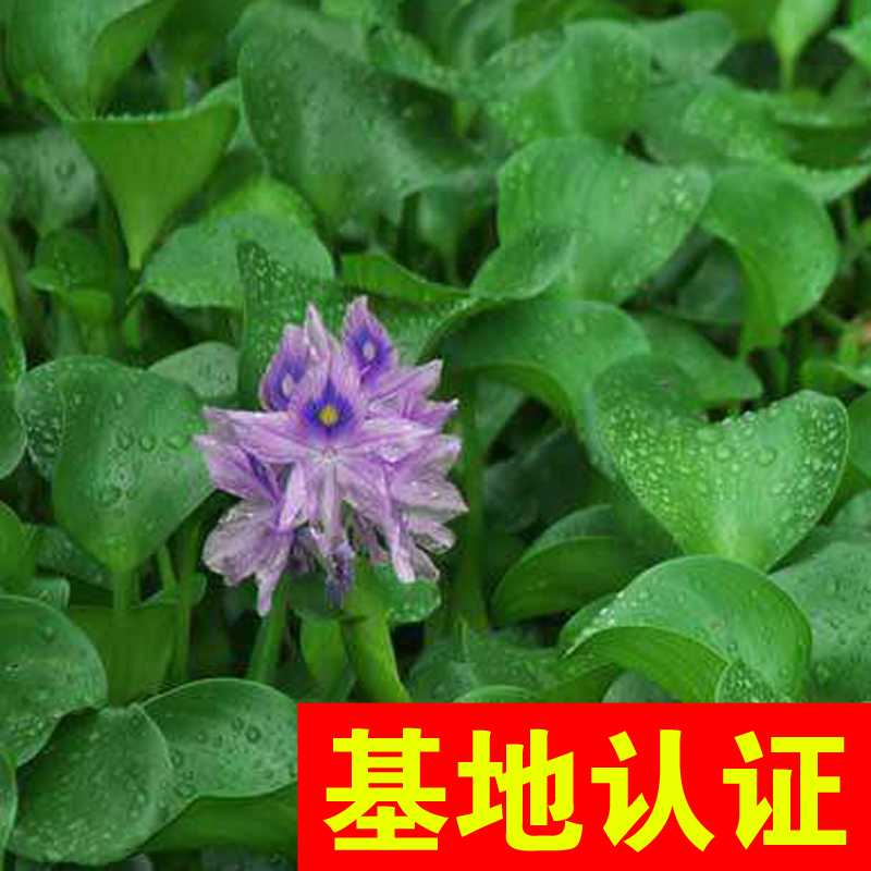 水葫芦图片