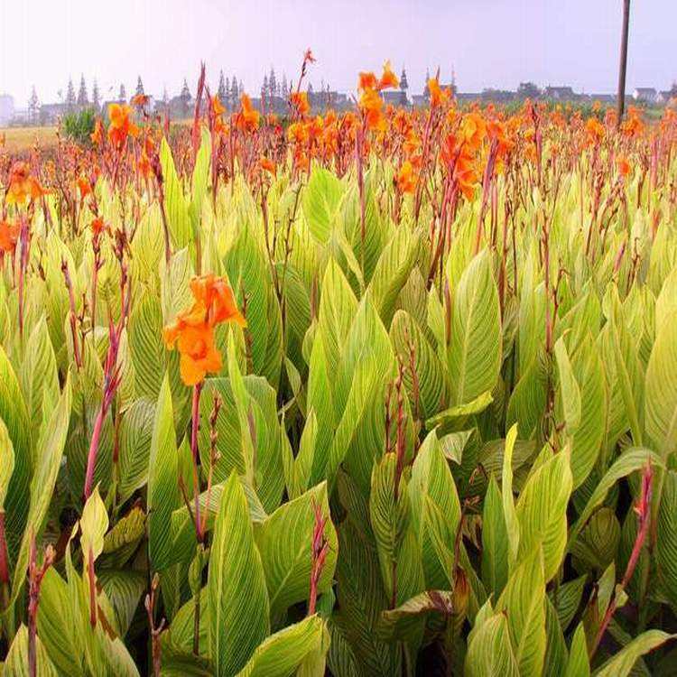 天天花草园图片