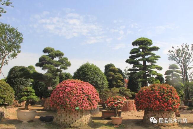 行业资讯——科学绿化来了，风口要抓住，雷区不能踩