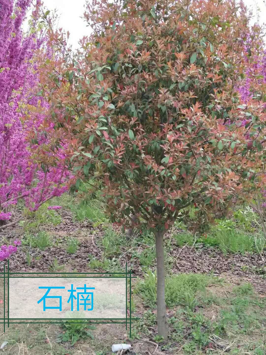 红叶石楠图片