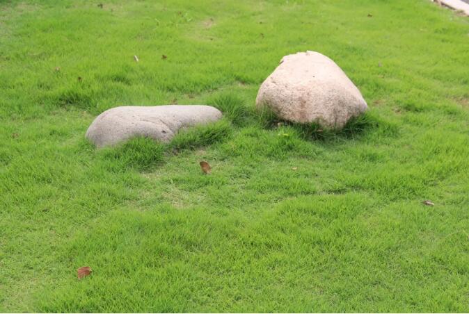 冬季除草——苗圃冬季除草，应该注意哪些问题？