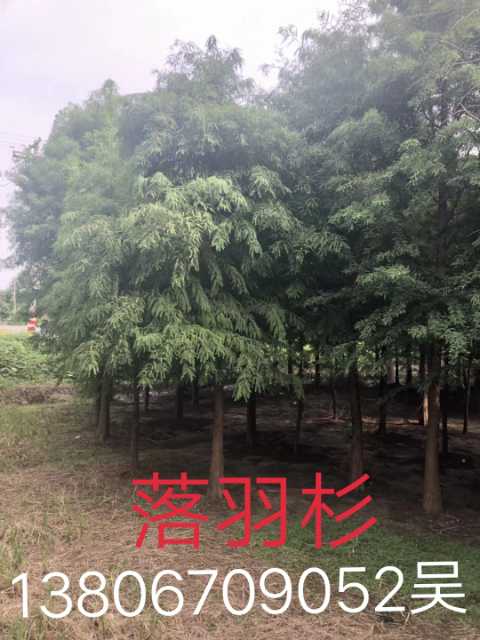 落羽杉图片