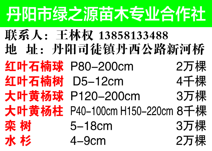 丹阳市绿之源苗木合作社图片