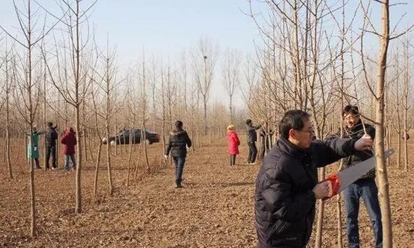什么样的苗木需要冬剪？冬季一般以轻短截，去掉弱枝、过密枝、病虫枝和干枯枝为主要的修剪方式