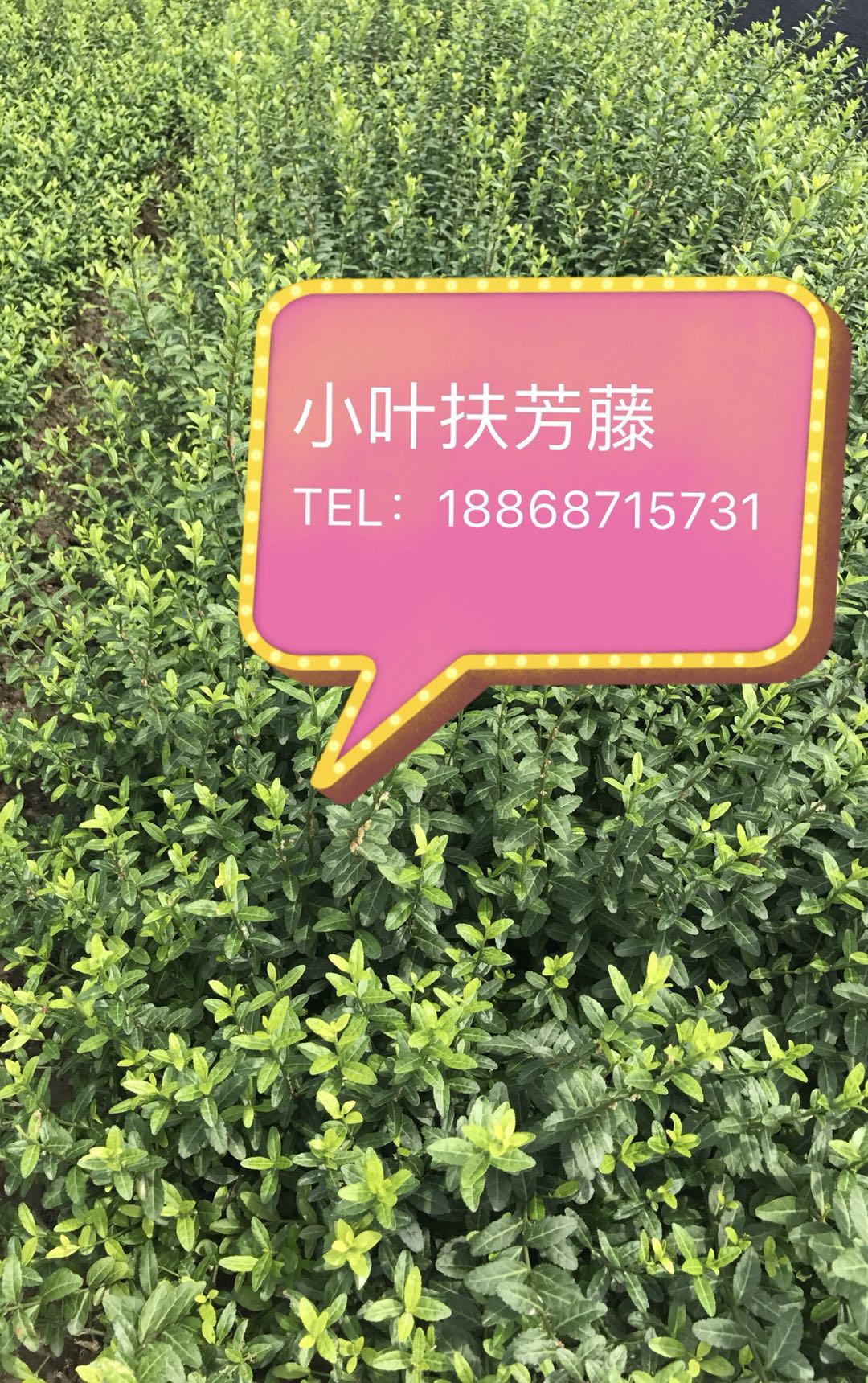 扶芳藤图片