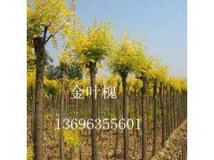 金枝国槐图片
