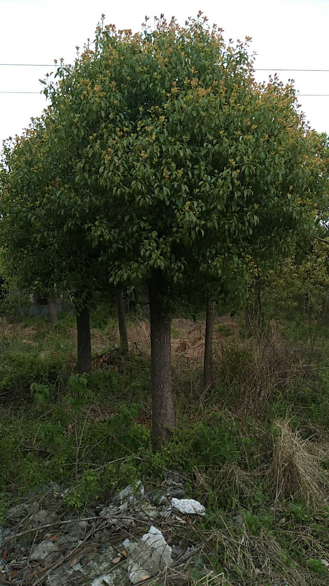 香樟图片