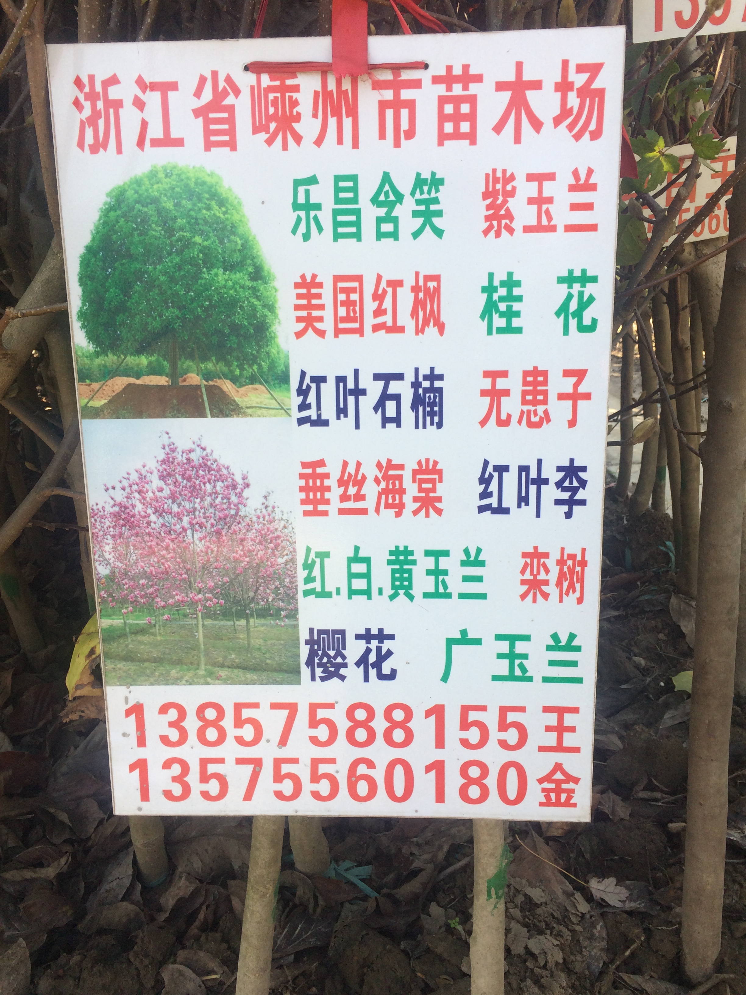 浙江省嵊州市苗木场图片
