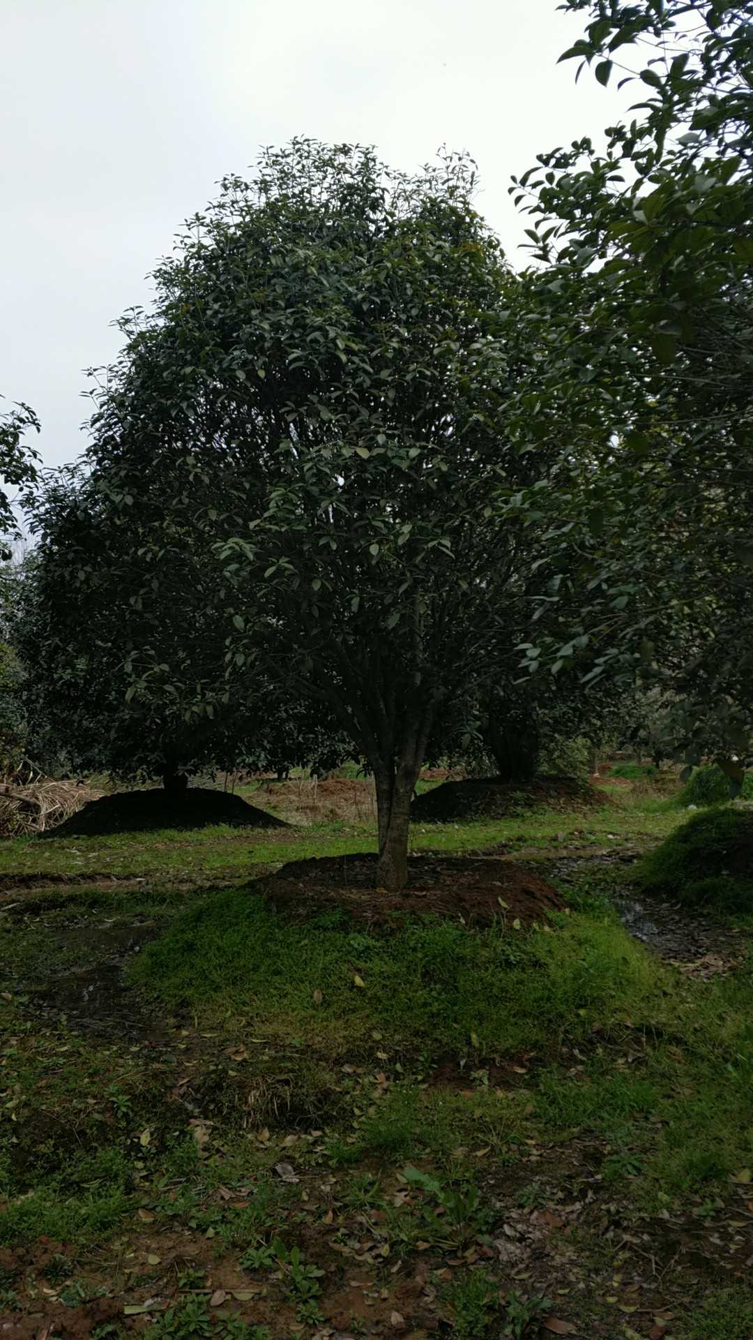 香樟图片