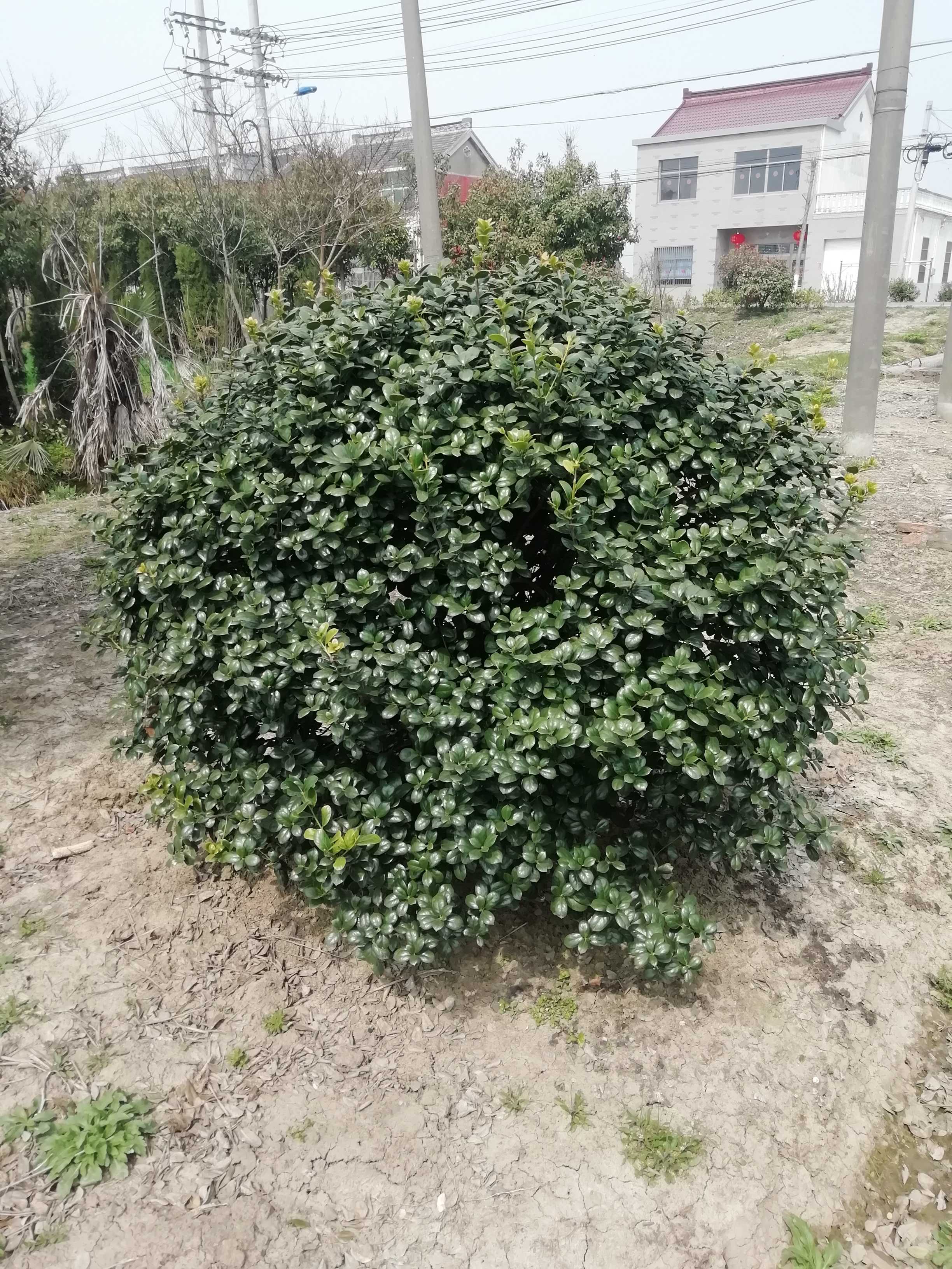 无刺构骨图片